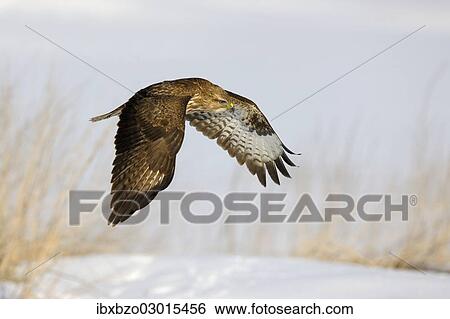"Common Buzzard (Buteo buteo) in flight over a reed habitat in winter, Swabian Alb biosphere reserve, Baden-Wurttemberg, Germany, Europe" View Large Photo Image Stock Photograph - "Common Buzzard (Buteo buteo) in flight over a reed habitat in winter, Swabian Alb biosphere reserve, Baden-Wurttemberg, Germany, Europe". Fotosearch