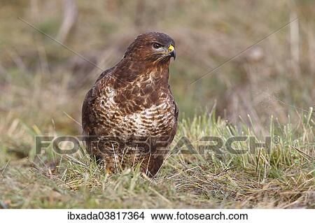 "Common Buzzard (Buteo buteo) in grass, North Rhine-Westphalia, Germany, Europe" View Large Photo Image Picture - "Common Buzzard (Buteo buteo) in grass, North Rhine-Westphalia, Germany, Europe". Fotosearch