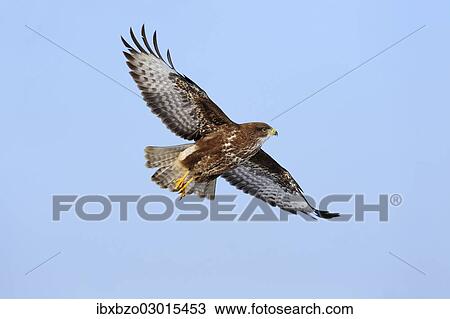 "Common Buzzard (Buteo buteo) in flight, Swabian Alb biosphere reserve, Baden-Wurttemberg, Germany, Europe" View Large Photo Image Stock Image - "Common Buzzard (Buteo buteo) in flight, Swabian Alb biosphere reserve, Baden-Wurttemberg, Germany, Europe". Fotosearch