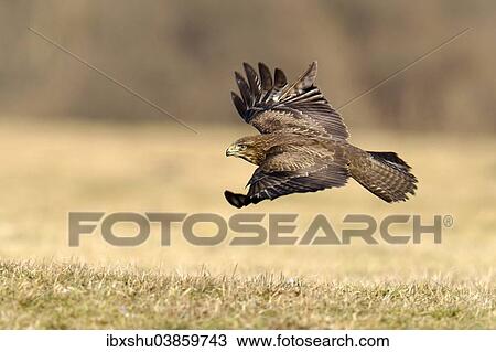 Stock Image - "Common Buzzard (Buteo buteo) in flight, Mazovia, Poland, Europe". Fotosearch