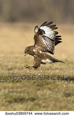 "Common Buzzard (Buteo buteo) landing, Mazovia, Poland, Europe" View Large Photo Image Picture - "Common Buzzard (Buteo buteo) landing, Mazovia, Poland, Europe". Fotosearch