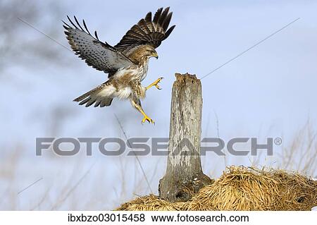 "Common Buzzard (Buteo buteo) landing on a tree stump, Swabian Alb biosphere reserve, Baden-Wurttemberg, Germany, Europe" View Large Photo Image Stock Photo - "Common Buzzard (Buteo buteo) landing on a tree stump, Swabian Alb biosphere reserve, Baden-Wurttemberg, Germany, Europe". Fotosearch