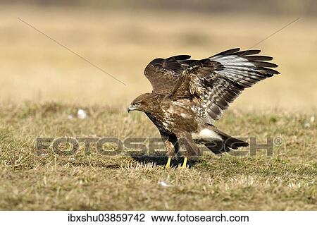 Stock Image - "Common Buzzard (Buteo buteo), Mazovia, Poland, Europe". Fotosearch