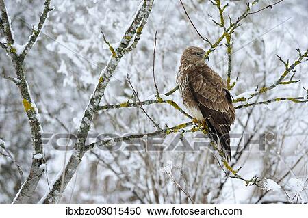 "Common Buzzard (Buteo buteo) perched on a vantage point in a snow-covered Mountain Ash (Sorbus aucuparia), Swabian Alb biosphere reserve, Baden-Wurttemberg, Germany, Europe" View Large Photo Image Stock Image - "Common Buzzard (Buteo buteo) perched on a vantage point in a snow-covered Mountain Ash (Sorbus aucuparia), Swabian Alb biosphere reserve, Baden-Wurttemberg, Germany, Europe". Fotosearch