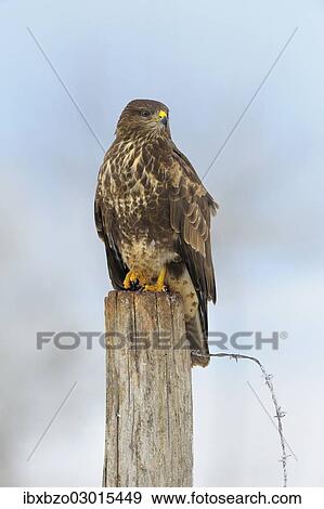 "Common Buzzard (Buteo buteo) perched on a pole in a paddock, Swabian Alb biosphere reserve, Baden-Wurttemberg, Germany, Europe" View Large Photo Image Stock Photo - "Common Buzzard (Buteo buteo) perched on a pole in a paddock, Swabian Alb biosphere reserve, Baden-Wurttemberg, Germany, Europe". Fotosearch