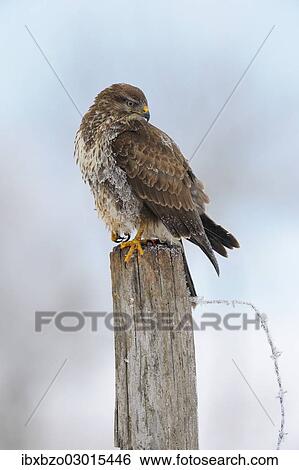 "Common Buzzard (Buteo buteo) perched on a pole in a paddock, plumage covered with hoarfrost, Swabian Alb biosphere reserve, Baden-Wurttemberg, Germany, Europe" View Large Photo Image Stock Photograph - "Common Buzzard (Buteo buteo) perched on a pole in a paddock, plumage covered with hoarfrost, Swabian Alb biosphere reserve, Baden-Wurttemberg, Germany, Europe". Fotosearch