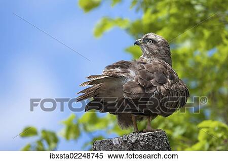 "Common Buzzard (Buteo buteo) perched on a tree stump near Meersburg, Baden-Wuerttemberg, Germany, PublicGround, Europe" View Large Photo Image Stock Photography - "Common Buzzard (Buteo buteo) perched on a tree stump near Meersburg, Baden-Wuerttemberg, Germany, PublicGround, Europe". Fotosearch
