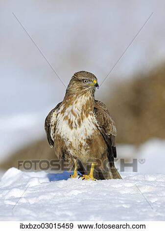 Stock Photo - "Common Buzzard (Buteo buteo) resting in the snow, Swabian Alb biosphere reserve, Baden-Wurttemberg, Germany, Europe". Fotosearch