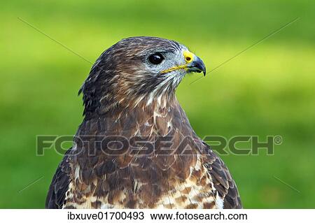 Common Buzzard (Buteo buteo) View Large Photo Image Stock Image - Common Buzzard (Buteo buteo). Fotosearch