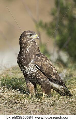 "Common Buzzard (Buteo buteo), Tyrol, Austria, Europe" View Large Photo Image Picture - "Common Buzzard (Buteo buteo), Tyrol, Austria, Europe". Fotosearch