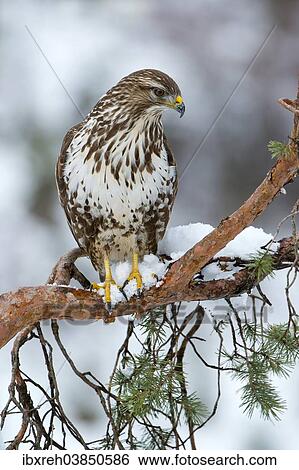 "Common Buzzard (Buteo buteo), Tyrol, Austria, Europe" View Large Photo Image Stock Photograph - "Common Buzzard (Buteo buteo), Tyrol, Austria, Europe". Fotosearch