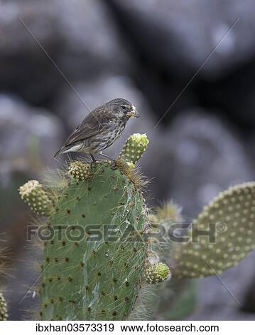 "Common Cactus Finch or Small Cactus Finch (Geospiza scandens) feeding on a flower of an Opuntia, Isla Genovesa, Galapagos Islands" View Large Photo Image Stock Photo - "Common Cactus Finch or Small Cactus Finch (Geospiza scandens) feeding on a flower of an Opuntia, Isla Genovesa, Galapagos Islands". Fotosearch