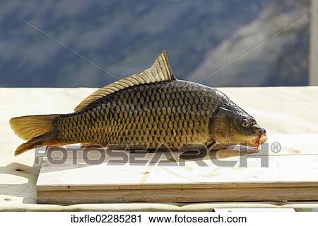 "Common Carp (Cyprinus carpio), on a wooden board" View Large Photo Image Stock Image - "Common Carp (Cyprinus carpio), on a wooden board". Fotosearch