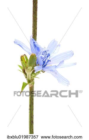 "Common Chicory (Cichorium intybus), medicinal plant" View Large Photo Image Stock Photo - "Common Chicory (Cichorium intybus), medicinal plant". Fotosearch