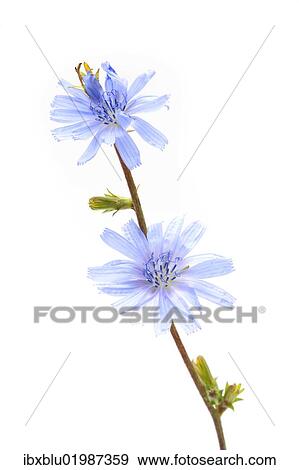 "Common Chicory (Cichorium intybus), medicinal plant" View Large Photo Image Stock Photo - "Common Chicory (Cichorium intybus), medicinal plant". Fotosearch