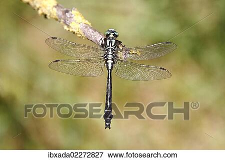 "Common club-tail (Gomphus vulgatissimus) perched on a rush stem, Huehnermoor marsh near Marienfeld, Guetersloh, North Rhine-Westphalia, Germany, Europe" View Large Photo Image Stock Photo - "Common club-tail (Gomphus vulgatissimus) perched on a rush stem, Huehnermoor marsh near Marienfeld, Guetersloh, North Rhine-Westphalia, Germany, Europe". Fotosearch