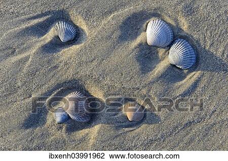 "Common Cockle (Cerastoderma edule), shells in the tidal flats, Vlieland, North Holland, The Netherlands, Europe" View Large Photo Image Stock Image - "Common Cockle (Cerastoderma edule), shells in the tidal flats, Vlieland, North Holland, The Netherlands, Europe". Fotosearch