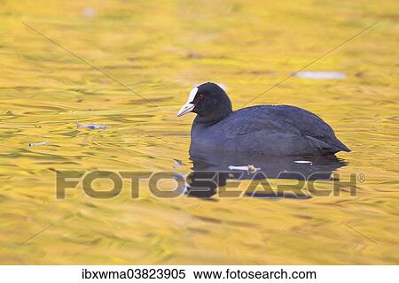 "Common Coot (Fulica atra) on water, North Hesse, Hesse, Germany, Europe" View Large Photo Image Stock Photography - "Common Coot (Fulica atra) on water, North Hesse, Hesse, Germany, Europe". Fotosearch