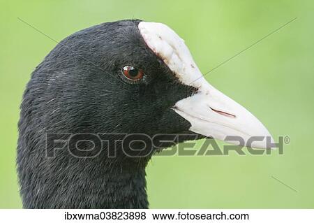 "Common Coot (Fulica atra), portrait, North Hesse, Hesse, Germany, Europe" View Large Photo Image Stock Photo - "Common Coot (Fulica atra), portrait, North Hesse, Hesse, Germany, Europe". Fotosearch