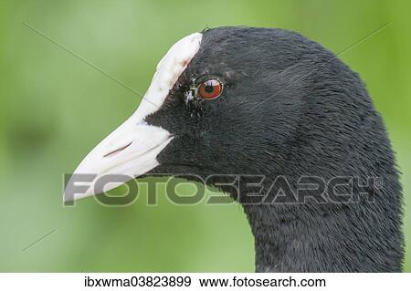 "Common Coot (Fulica atra), portrait, North Hesse, Hesse, Germany, Europe" View Large Photo Image Stock Photo - "Common Coot (Fulica atra), portrait, North Hesse, Hesse, Germany, Europe". Fotosearch