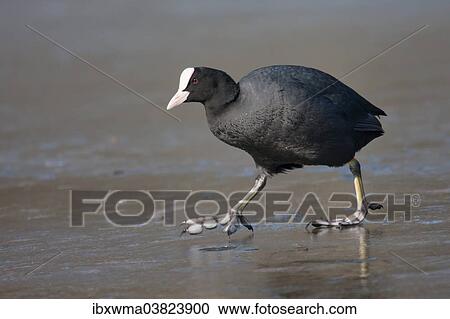 "Common Coot (Fulica atra) walking on ice, North Hesse, Hesse, Germany, Europe" View Large Photo Image Stock Image - "Common Coot (Fulica atra) walking on ice, North Hesse, Hesse, Germany, Europe". Fotosearch