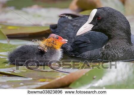 "Common Coot (Fulica atra) with chick, North Hesse, Hesse, Germany, Europe" View Large Photo Image Stock Photograph - "Common Coot (Fulica atra) with chick, North Hesse, Hesse, Germany, Europe". Fotosearch