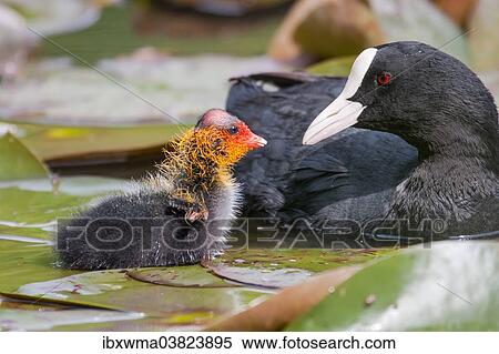 Stock Photography - "Common Coot (Fulica atra) with chick, North Hesse, Hesse, Germany, Europe". Fotosearch