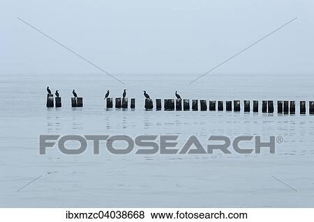 "Common Cormorants (Phalacrocorax carbo) perched on groynes on the Baltic Sea beach, Ahrenshoop, Darss, Mecklenburg-Western Pomerania, Germany, Europe" View Large Photo Image Stock Photo - "Common Cormorants (Phalacrocorax carbo) perched on groynes on the Baltic Sea beach, Ahrenshoop, Darss, Mecklenburg-Western Pomerania, Germany, Europe". Fotosearch