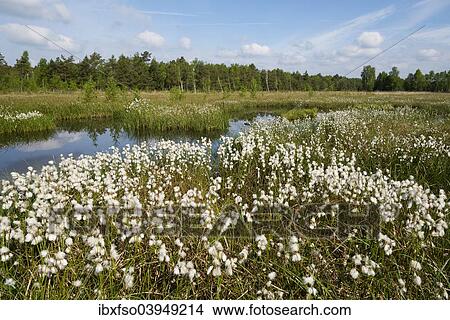 Picture - "Common cottongrass (Eriophorum angustifolium), Naturschutzgebiet Grosses Moor nature reserve, Lower Saxony, Germany, Europe". Fotosearch