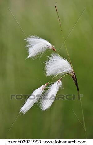 Stock Image - "Common Cottongrass (Eriophorum angustifolium), Emsland, Lower Saxony, Germany, Europe". Fotosearch