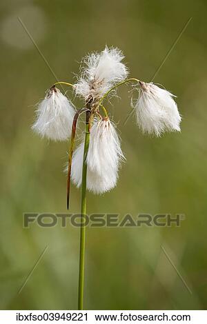 "Common cottongrass (Eriophorum angustifolium), fruit stands, Naturschutzgebiet Grosses Moor nature reserve, Lower Saxony, Germany, Europe" View Large Photo Image Stock Image - "Common cottongrass (Eriophorum angustifolium), fruit stands, Naturschutzgebiet Grosses Moor nature reserve, Lower Saxony, Germany, Europe". Fotosearch