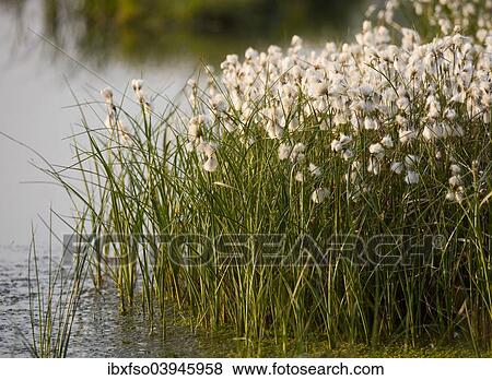 "Common Cottongrass (Eriophorum angustifolium), Grosses Moor Nature Reserve, Lower Saxony, Germany, Europe" View Large Photo Image Stock Photo - "Common Cottongrass (Eriophorum angustifolium), Grosses Moor Nature Reserve, Lower Saxony, Germany, Europe". Fotosearch