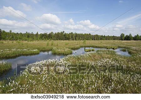 "Common cottongrass (Eriophorum angustifolium), Naturschutzgebiet Grosses Moor nature reserve, Lower Saxony, Germany, Europe" View Large Photo Image Stock Photo - "Common cottongrass (Eriophorum angustifolium), Naturschutzgebiet Grosses Moor nature reserve, Lower Saxony, Germany, Europe". Fotosearch