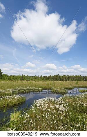 "Common cottongrass (Eriophorum angustifolium), Naturschutzgebiet Grosses Moor nature reserve, Lower Saxony, Germany, Europe" View Large Photo Image Stock Photo - "Common cottongrass (Eriophorum angustifolium), Naturschutzgebiet Grosses Moor nature reserve, Lower Saxony, Germany, Europe". Fotosearch