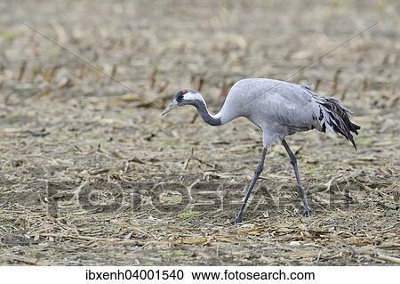Stock Image - "Common Crane (Grus grus), Brandenburg, Germany, Europe". Fotosearch