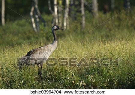 "Common Crane (Grus grus), Vastra Gotaland County, Sweden, Europe" View Large Photo Image Picture - "Common Crane (Grus grus), Vastra Gotaland County, Sweden, Europe". Fotosearch