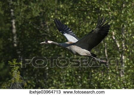 Stock Image - "Common Crane (Grus grus), Vastra Gotaland County, Sweden, Europe". Fotosearch