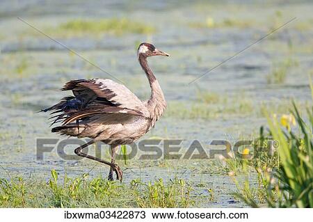 "Common Crane or Eurasian Crane (Grus grus), foraging for food in wetlands, Lower Saxony, Germany, Europe" View Large Photo Image Stock Image - "Common Crane or Eurasian Crane (Grus grus), foraging for food in wetlands, Lower Saxony, Germany, Europe". Fotosearch