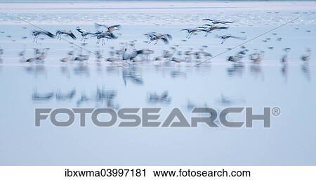 Stock Image - "Common Cranes (Grus grus) flying over water, Hortobagy, Hungary, Europe". Fotosearch