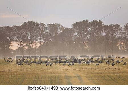 "Common Cranes (Grus grus) foraging on a field in the early morning, Mecklenburg-Western Pomerania, Germany, Europe" View Large Photo Image Stock Image - "Common Cranes (Grus grus) foraging on a field in the early morning, Mecklenburg-Western Pomerania, Germany, Europe". Fotosearch