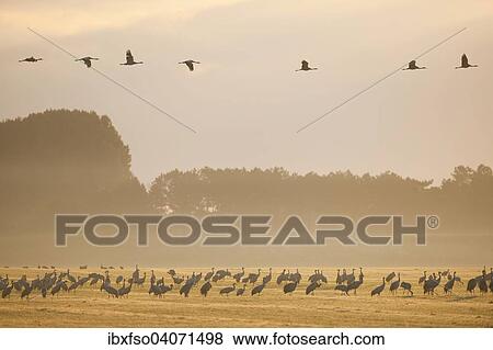 "Common Cranes (Grus grus) foraging on a field in the early morning, Mecklenburg-Western Pomerania, Germany, Europe" View Large Photo Image Stock Photo - "Common Cranes (Grus grus) foraging on a field in the early morning, Mecklenburg-Western Pomerania, Germany, Europe". Fotosearch
