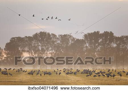 "Common Cranes (Grus grus) foraging on a field in the early morning, Mecklenburg-Western Pomerania, Germany, Europe" View Large Photo Image Stock Photograph - "Common Cranes (Grus grus) foraging on a field in the early morning, Mecklenburg-Western Pomerania, Germany, Europe". Fotosearch