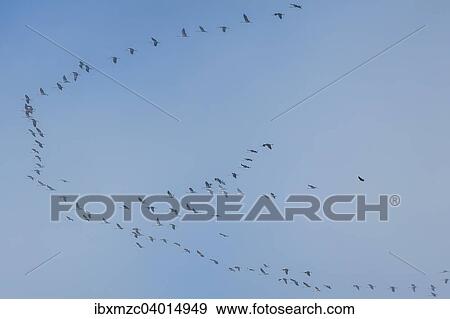 Stock Photo - "Common Cranes (Grus grus), formation flying, Mecklenburg-Western Pomerania, Germany, Europe". Fotosearch