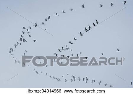 Stock Photograph - "Common Cranes (Grus grus), formation flying in foggy weather, Mecklenburg-Western Pomerania, Germany, Europe". Fotosearch