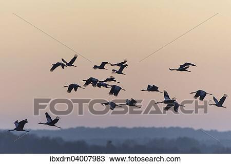 "Common Cranes (Grus grus) in flight, Lower Saxony, Germany, Europe" View Large Photo Image Stock Image - "Common Cranes (Grus grus) in flight, Lower Saxony, Germany, Europe". Fotosearch