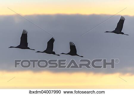 "Common Cranes (Grus grus) in flight, Lower Saxony, Germany, Europe" View Large Photo Image Stock Image - "Common Cranes (Grus grus) in flight, Lower Saxony, Germany, Europe". Fotosearch