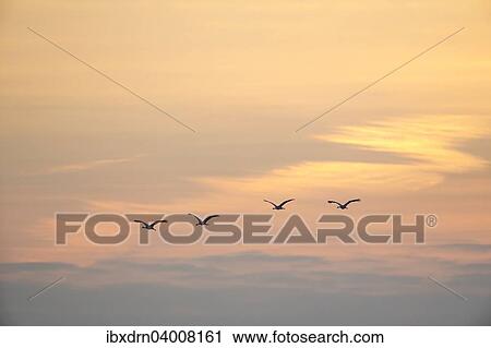 "Common Cranes (Grus grus) in flight, Lower Saxony, Germany, Europe" View Large Photo Image Stock Image - "Common Cranes (Grus grus) in flight, Lower Saxony, Germany, Europe". Fotosearch