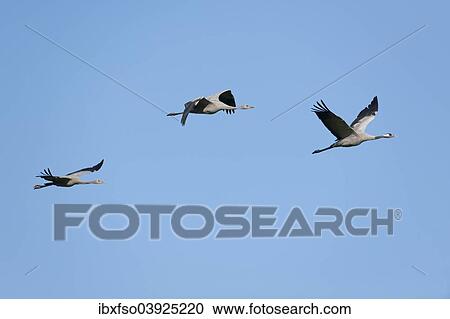 Stock Image - "Common Cranes (Grus grus) in flight, two juvenile and one adult bird, Mecklenburg-Western Pomerania, Germany, Europe". Fotosearch