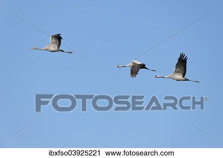"Common Cranes (Grus grus) in flight, one juvenile and two adult birds, Mecklenburg-Western Pomerania, Germany, Europe" View Large Photo Image Stock Image - "Common Cranes (Grus grus) in flight, one juvenile and two adult birds, Mecklenburg-Western Pomerania, Germany, Europe". Fotosearch