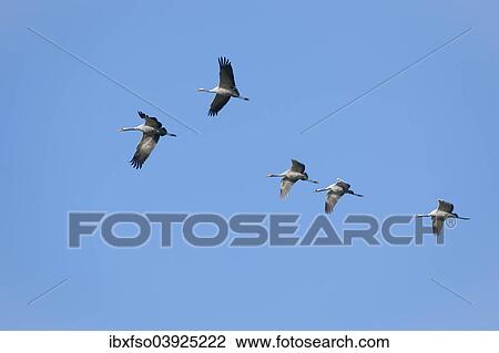 "Common Cranes (Grus grus) in flight, Mecklenburg-Western Pomerania, Germany, Europe" View Large Photo Image Stock Image - "Common Cranes (Grus grus) in flight, Mecklenburg-Western Pomerania, Germany, Europe". Fotosearch